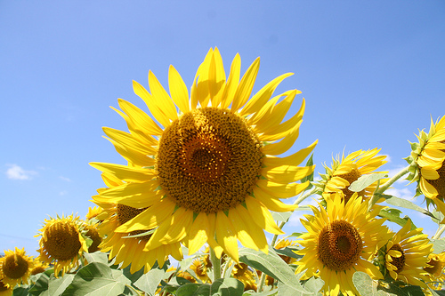 Source image - Sunflower