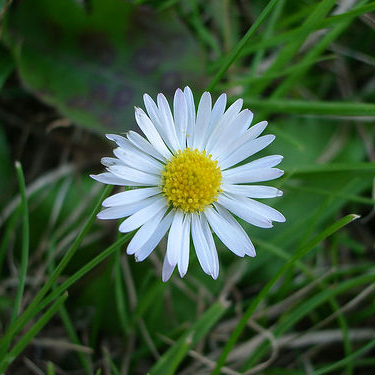 Source image - Daisy